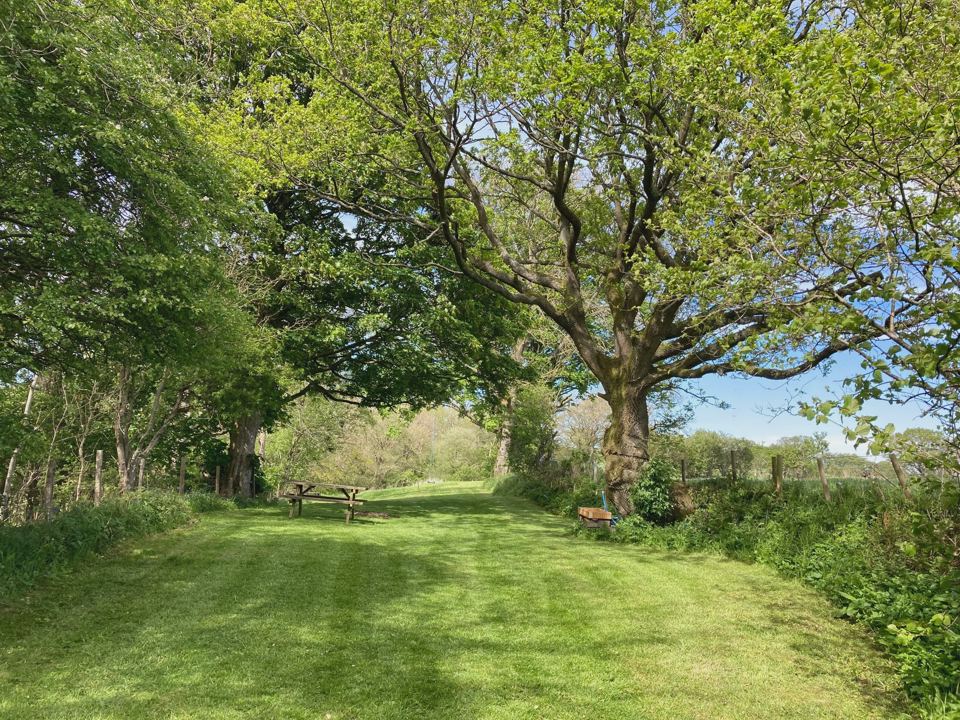Lawn under a large oak tree