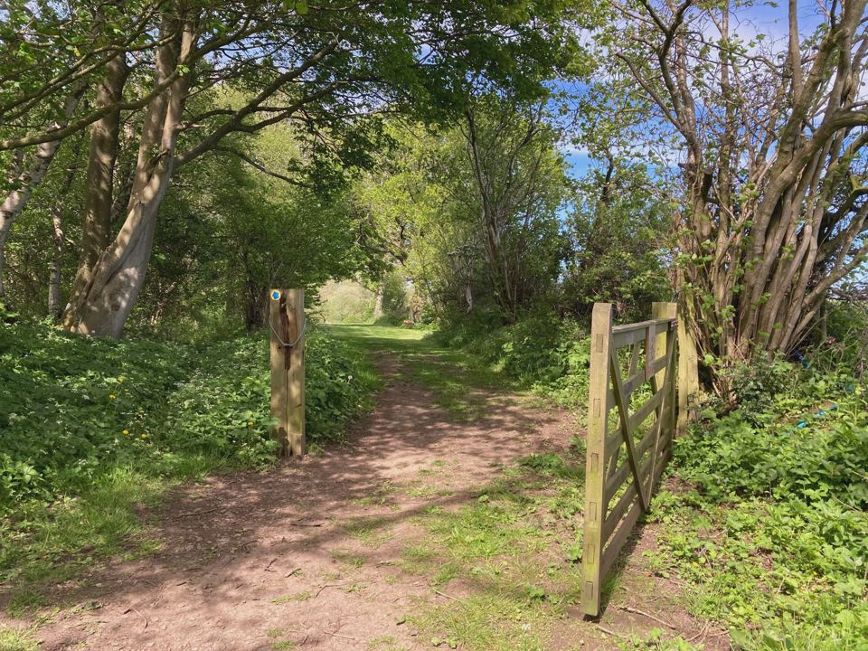 Woodland path through a gate