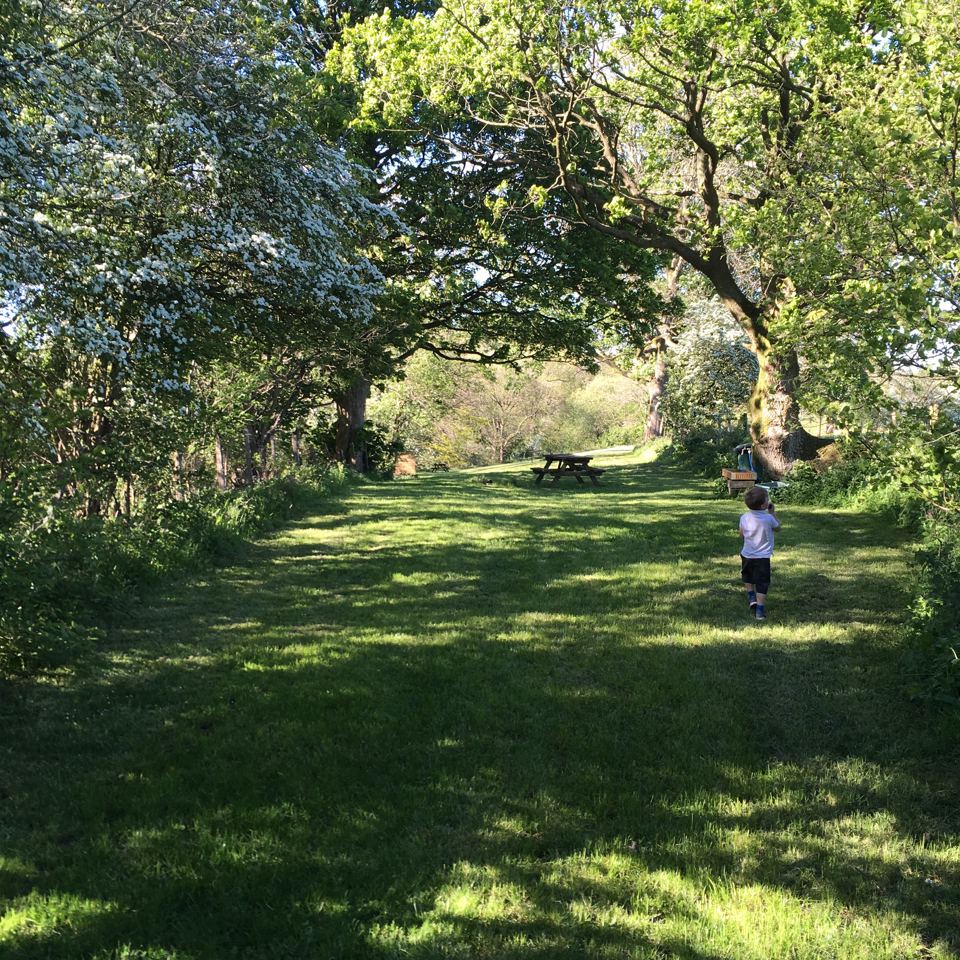Grass field under trees