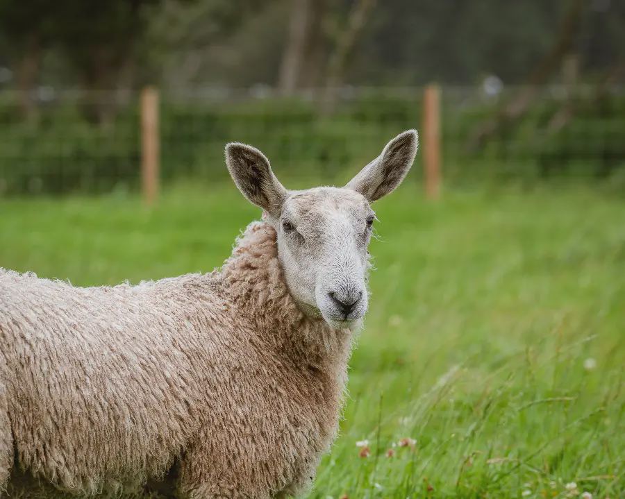 Sheep in the grass