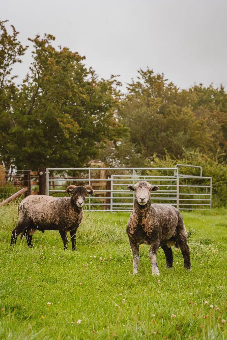 Sheep in the pen