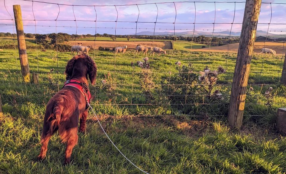Dog watching sheep in the field
