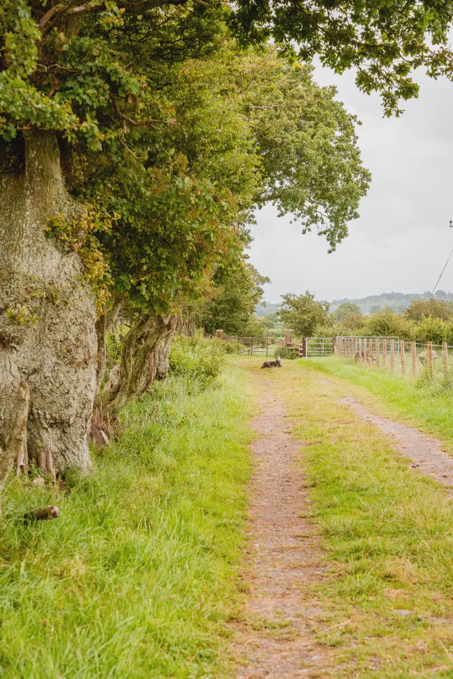 Grassy track between hedges