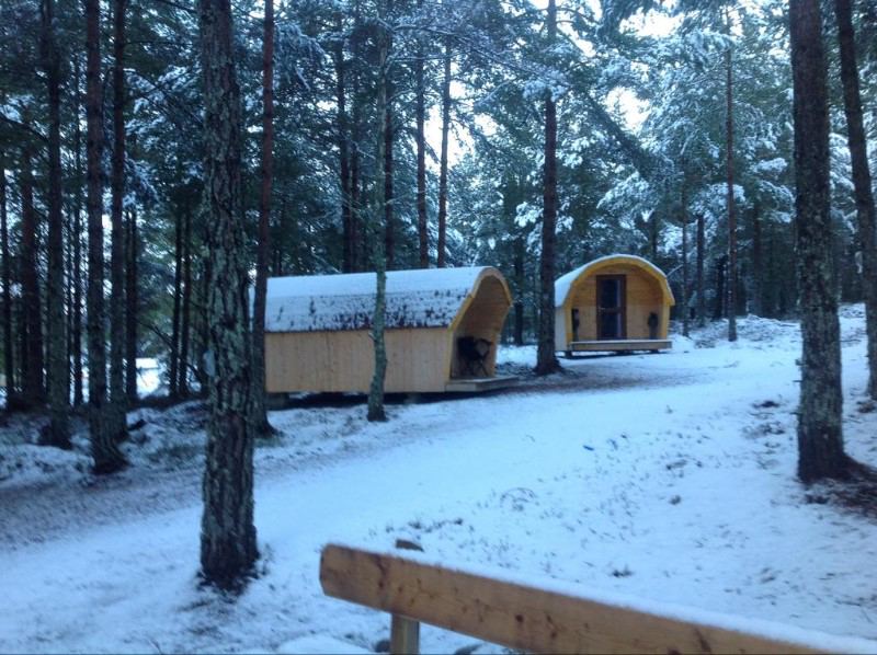 Snowy pods in the trees