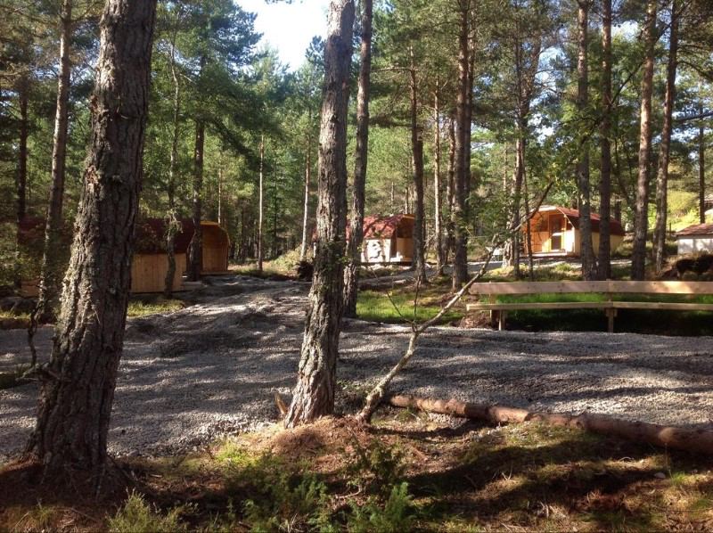 Pine woodland and pods