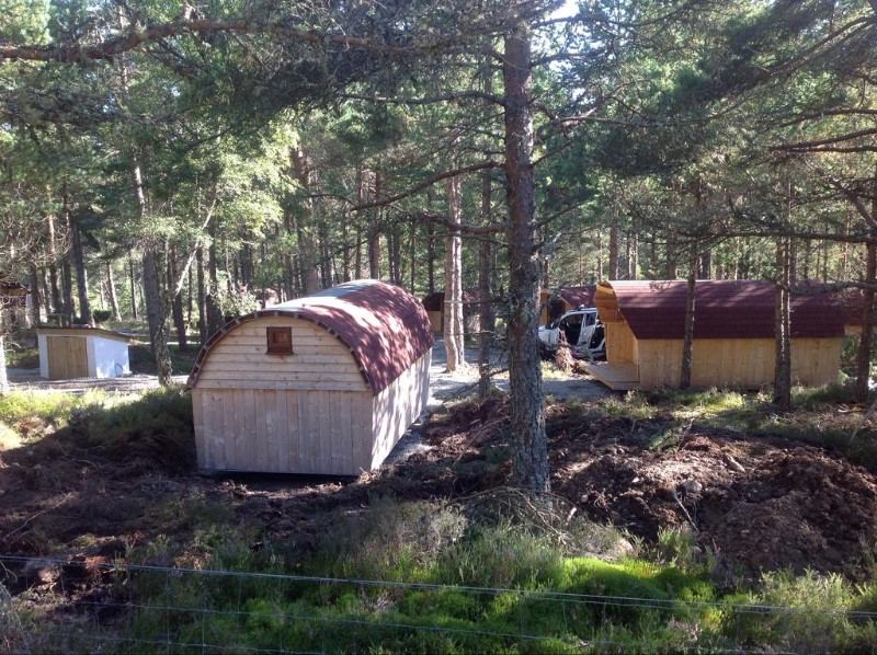 Pods among the trees