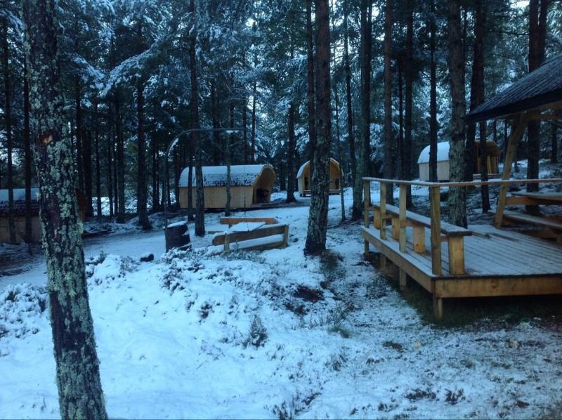 Pods in snow