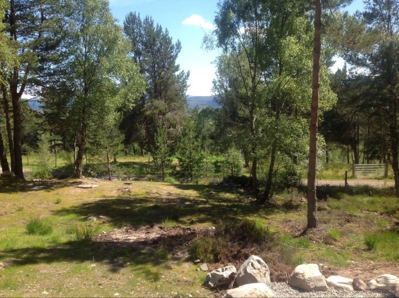 Clearing in the woods