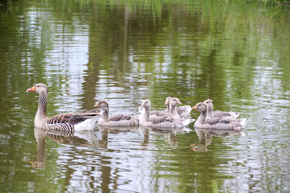 Geese on the lake