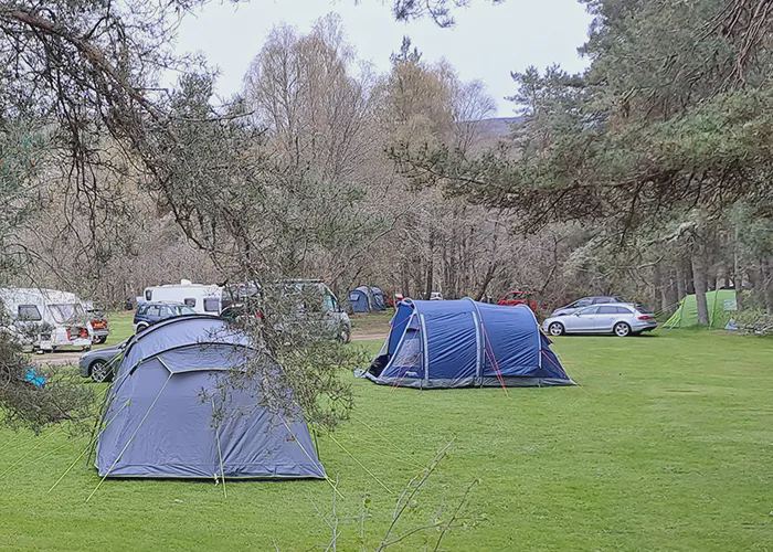 Tent pitches among pines
