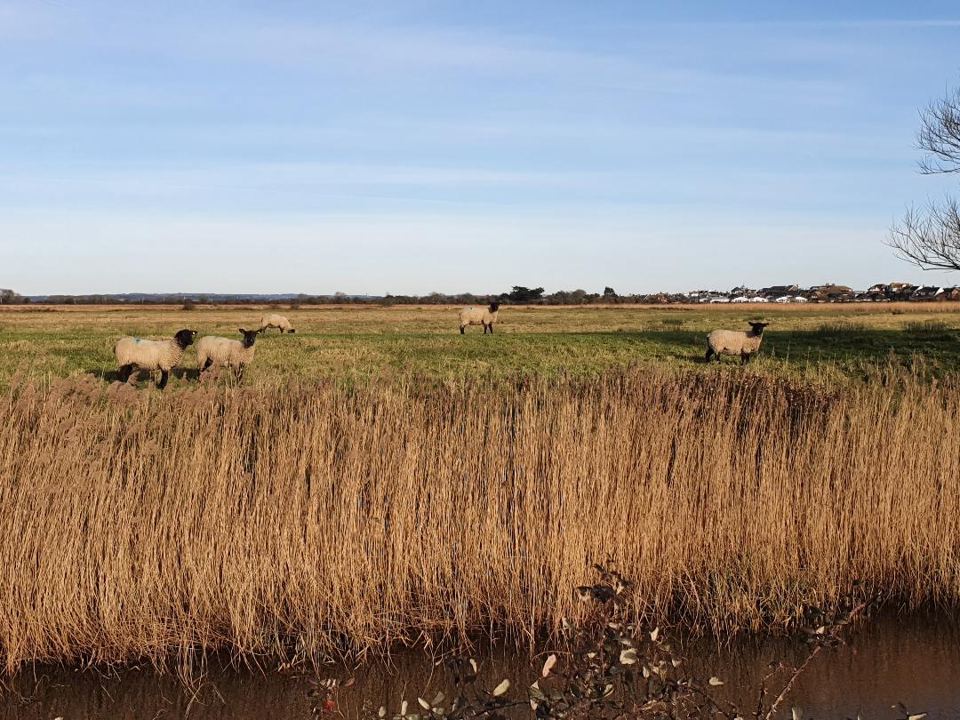 Sheep on the marsh beside the site