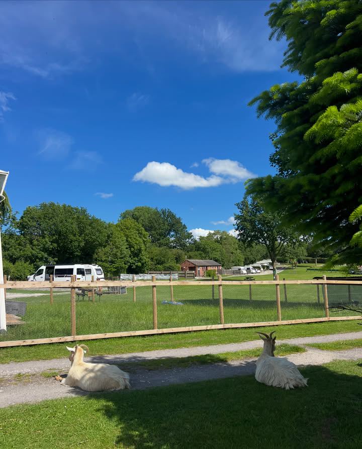 Goats beside the touring field