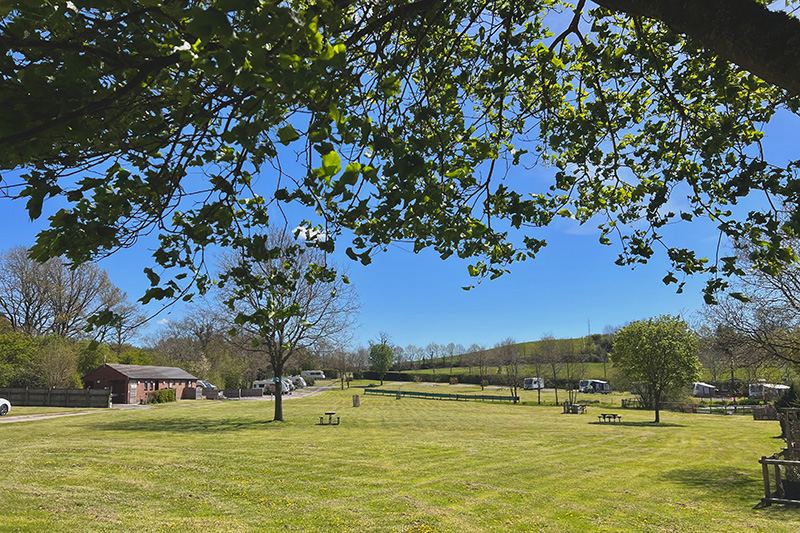 Grass pitches under the trees