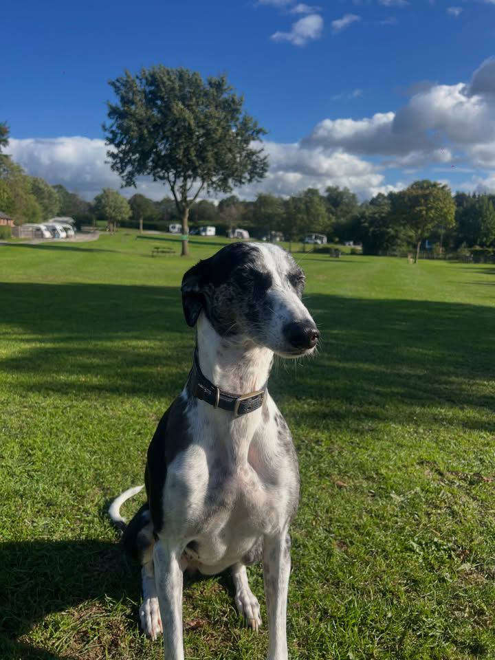Dog on the grass