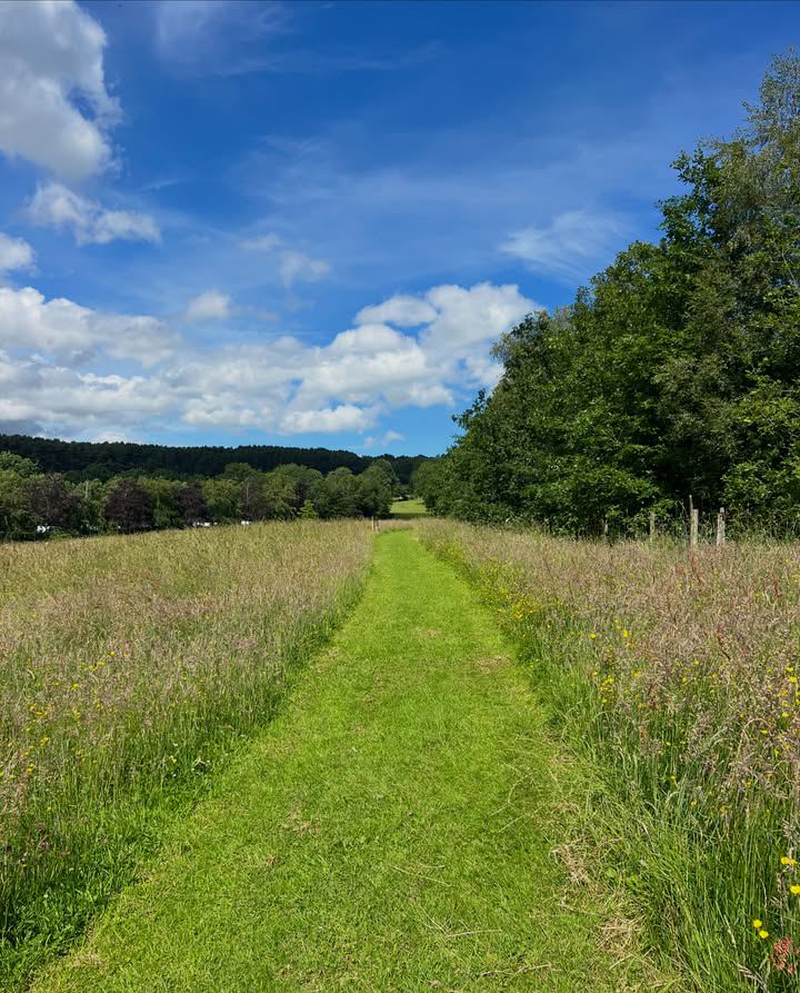 Mown path in the dog meadow