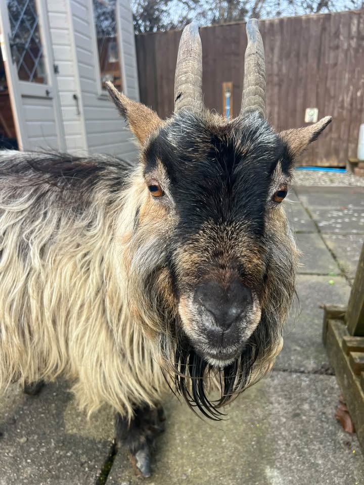 One of the pygmy goats