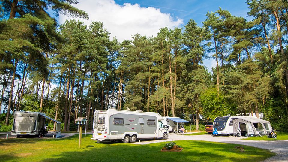 Grass pitches under pines