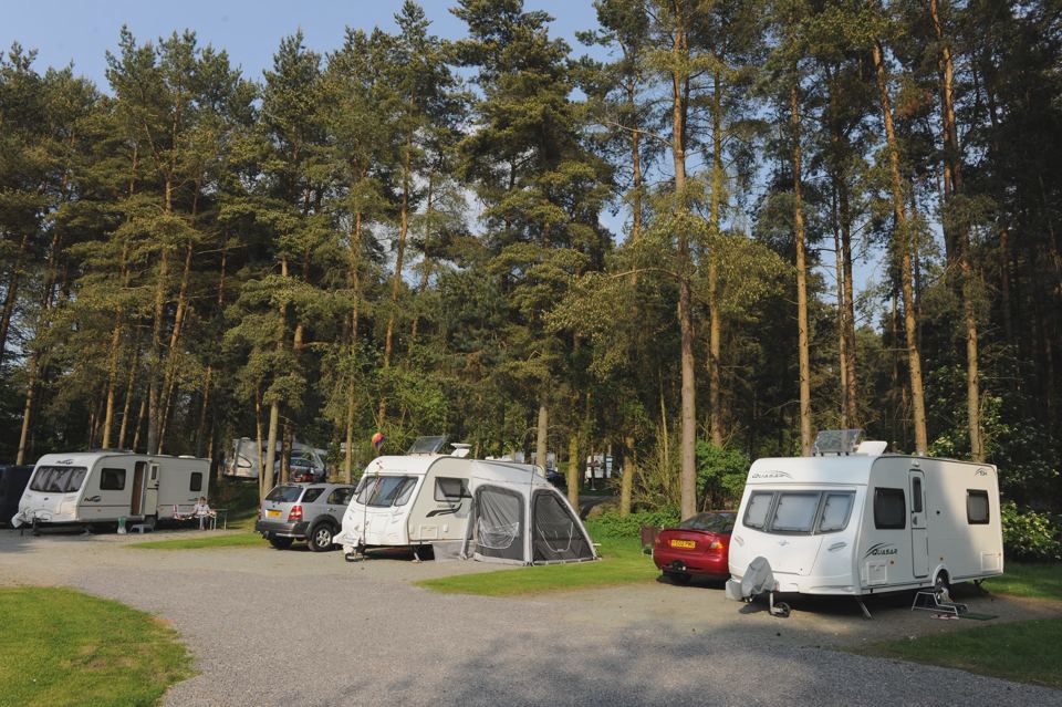 Pitches among pine trees