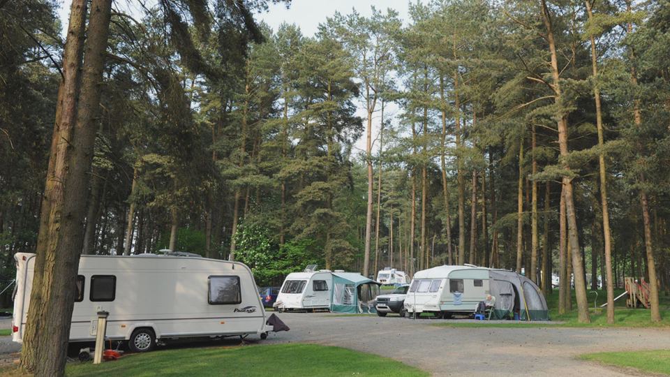 Caravans in a pine clearing