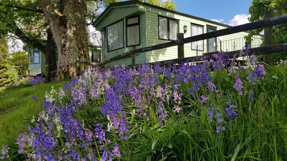 Lodge exterior among bluebells