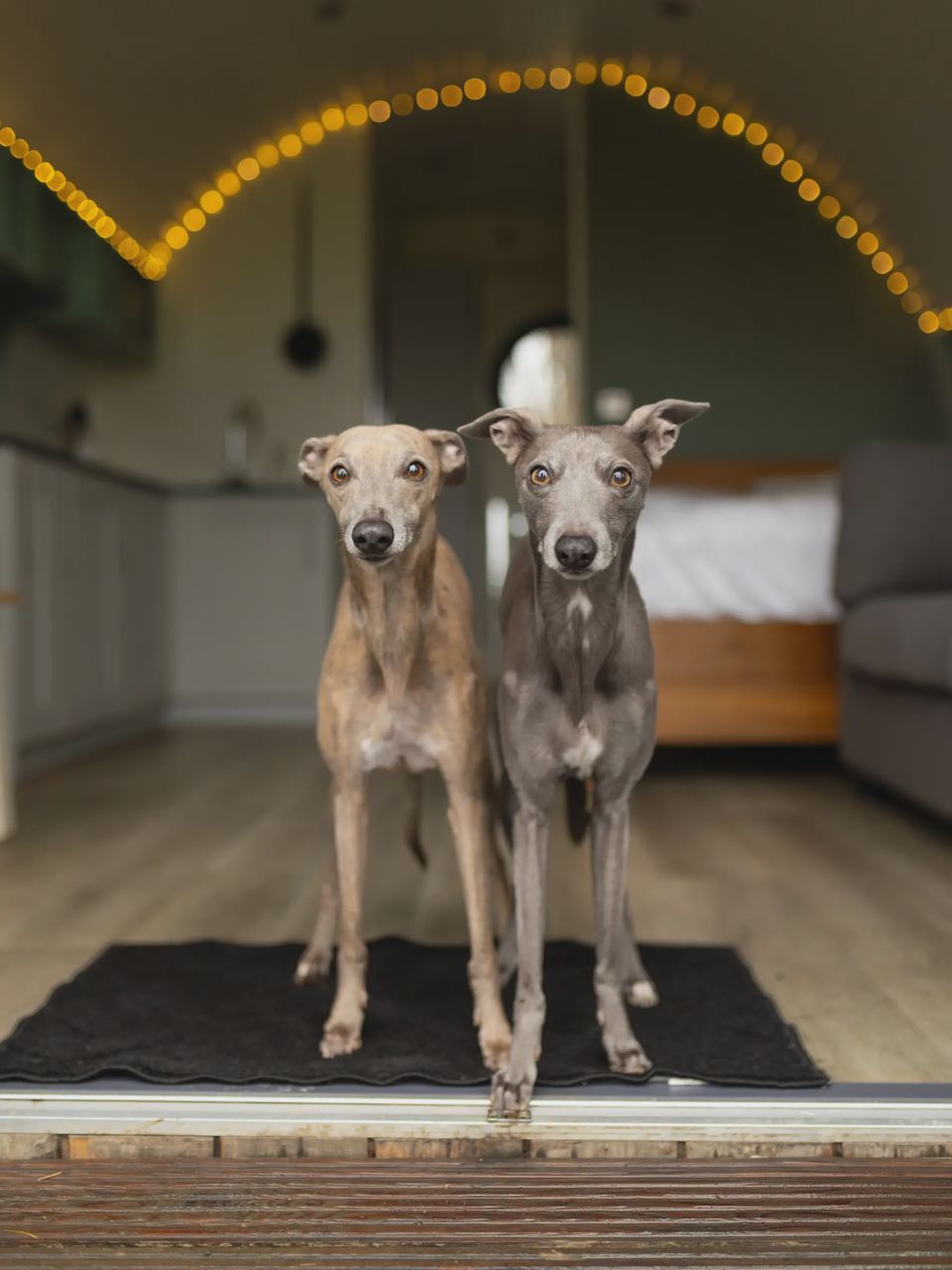 Dogs inside a dog-friendly pod
