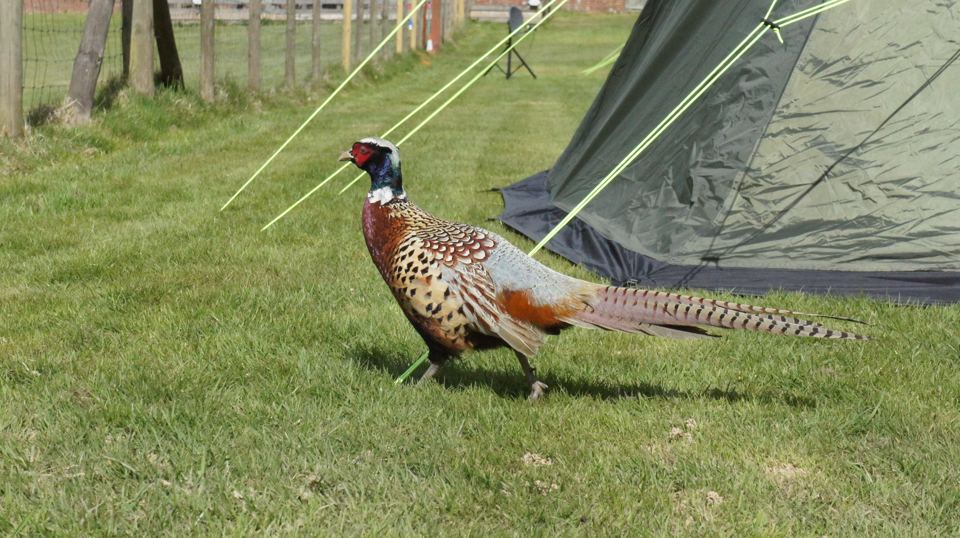 Pheasant beside a tent