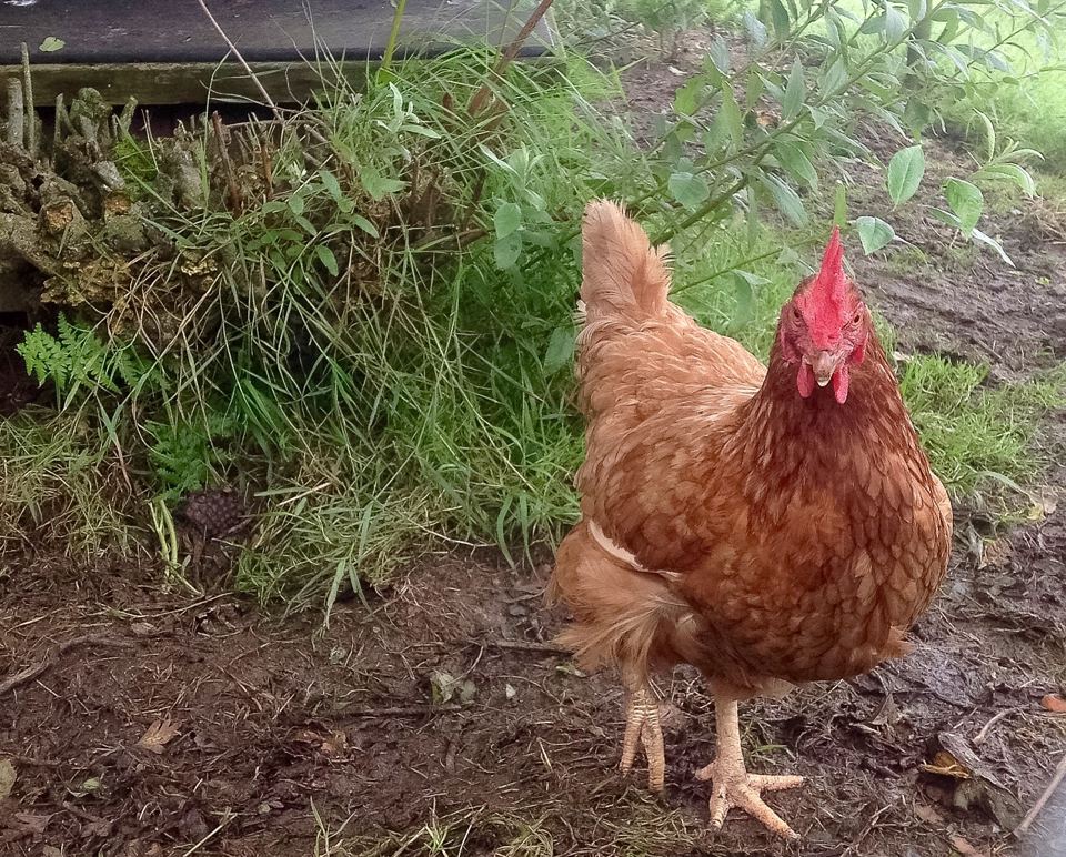 Chicken on the site