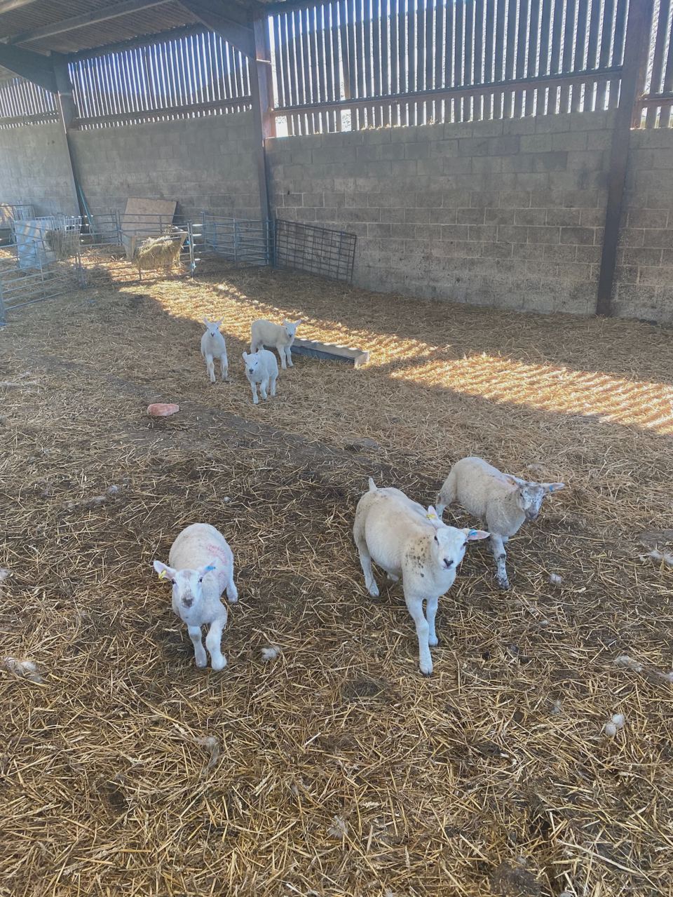 Lambs in the barn