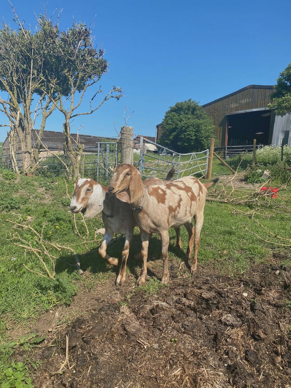 Goats on the farm