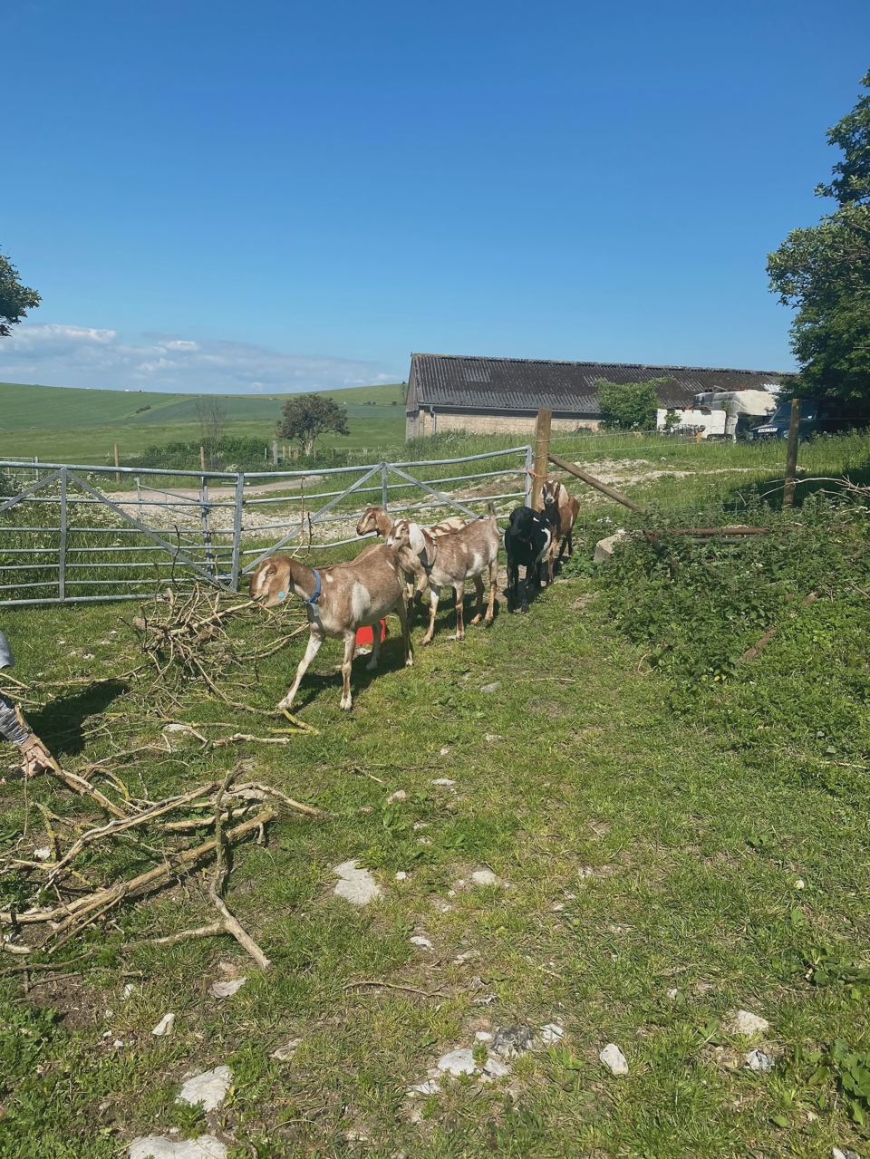 Goats and farm buildings