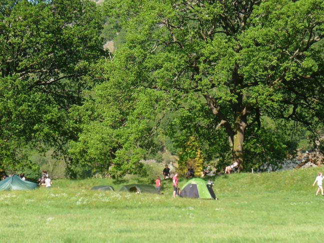 Tents under a large oak