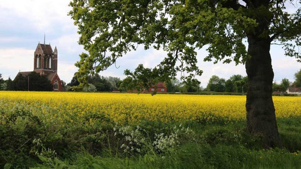 Rapeseed field and church tower