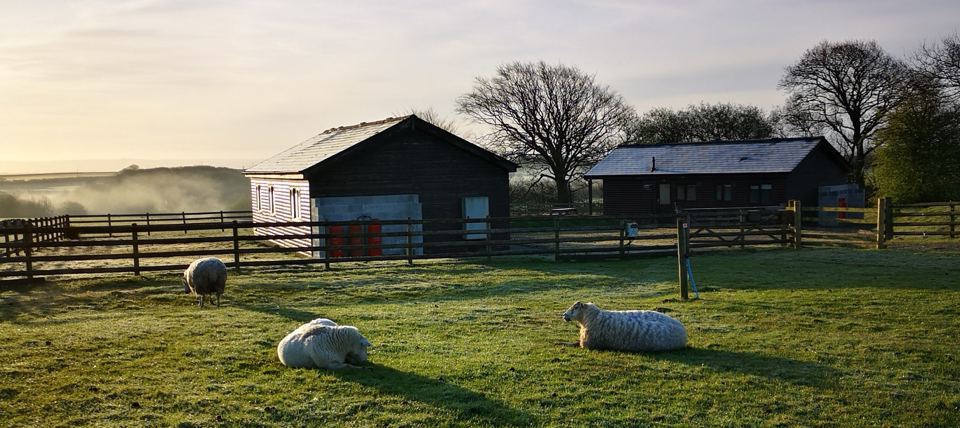 Sheep resting by wooden lodges