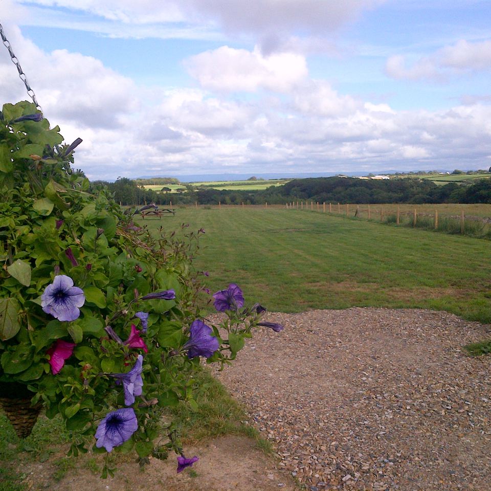 Field view with purple flowers