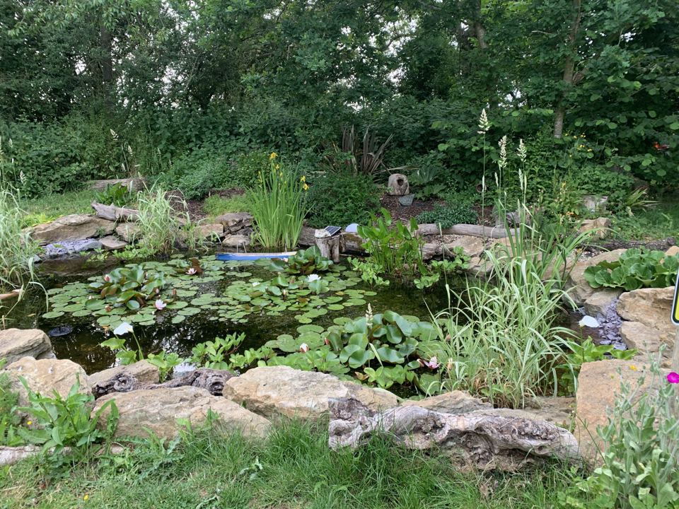 Garden pond