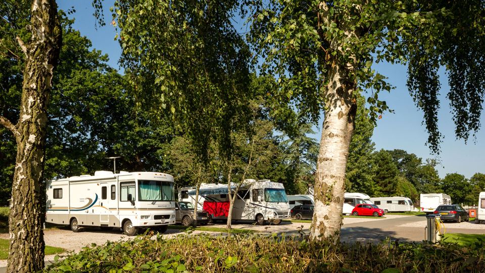 Motorhomes under birch trees
