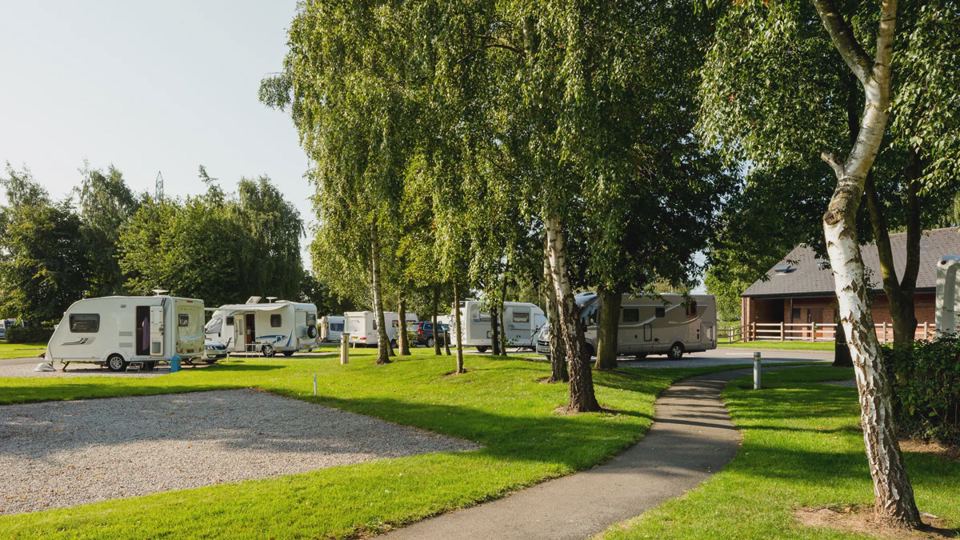 Pitches among birch trees