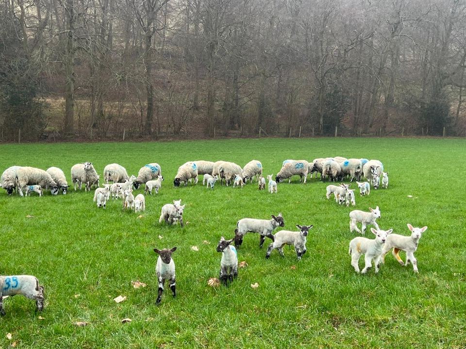 Lambs on the farm