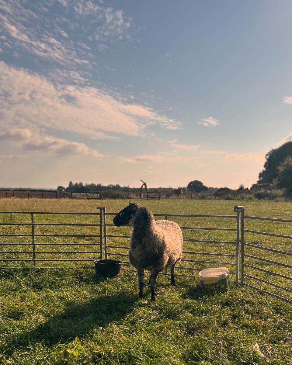 Sheep at the fence