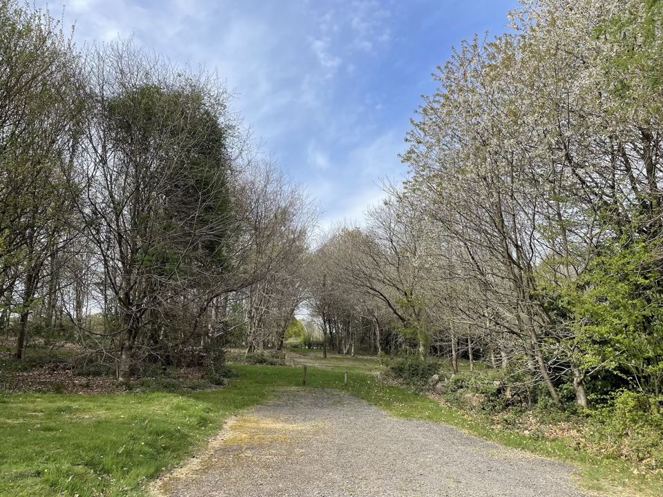 Track through the woodland