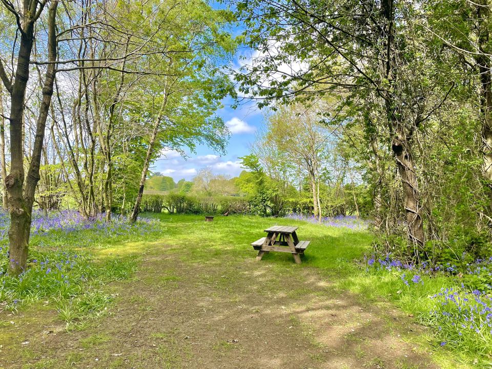 Picnic bench among bluebells