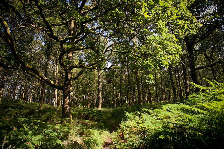 Woodland with ferns