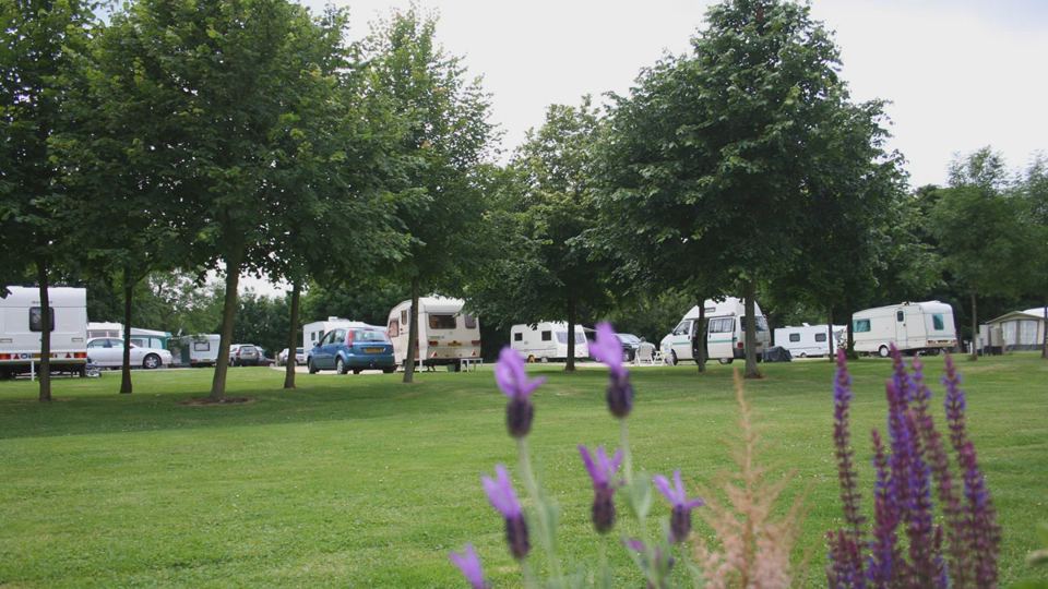 Grass pitches under mature trees