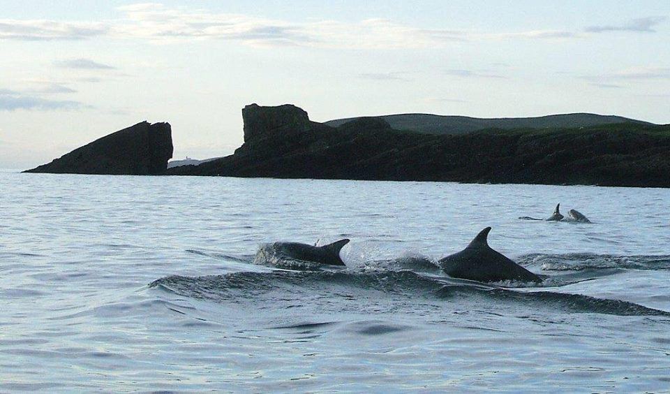 Dolphins off the beach