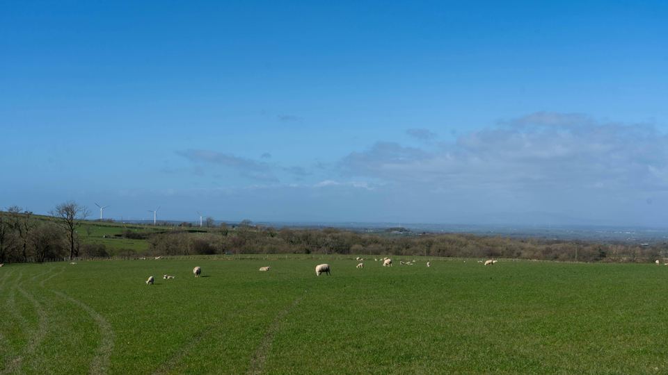 Sheep grazing in the field
