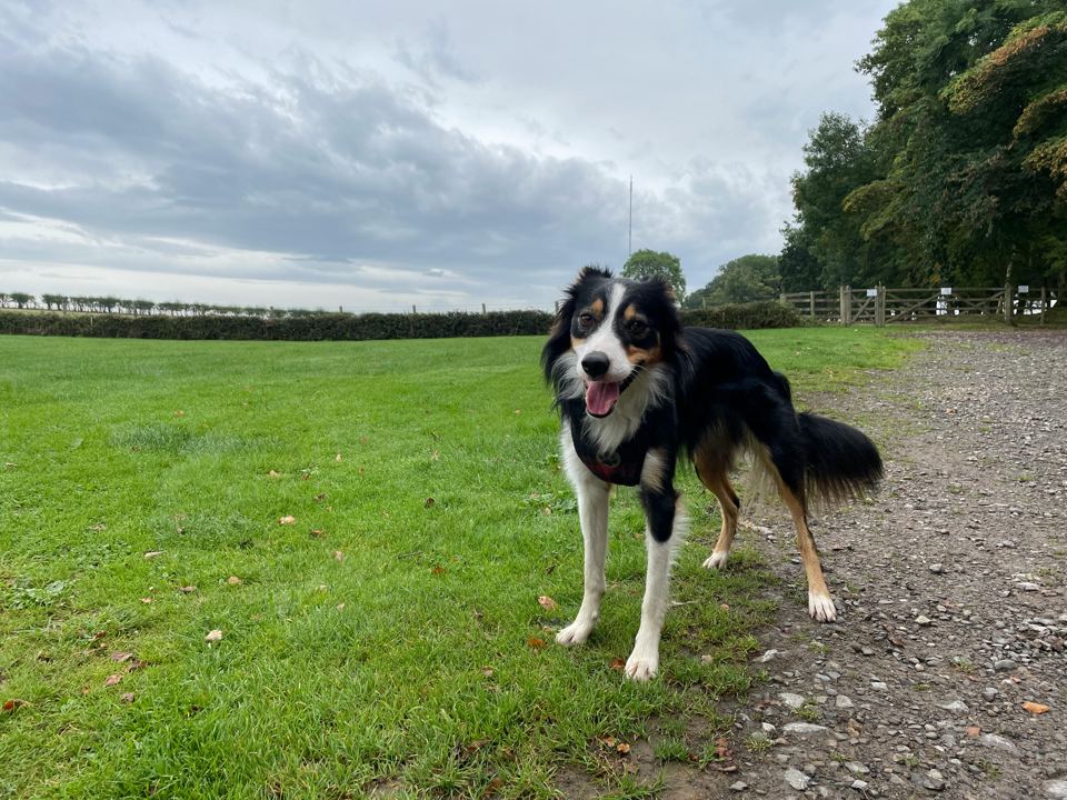 Dog on the path