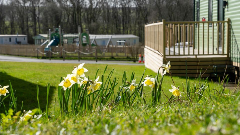 Decked caravan with daffodils