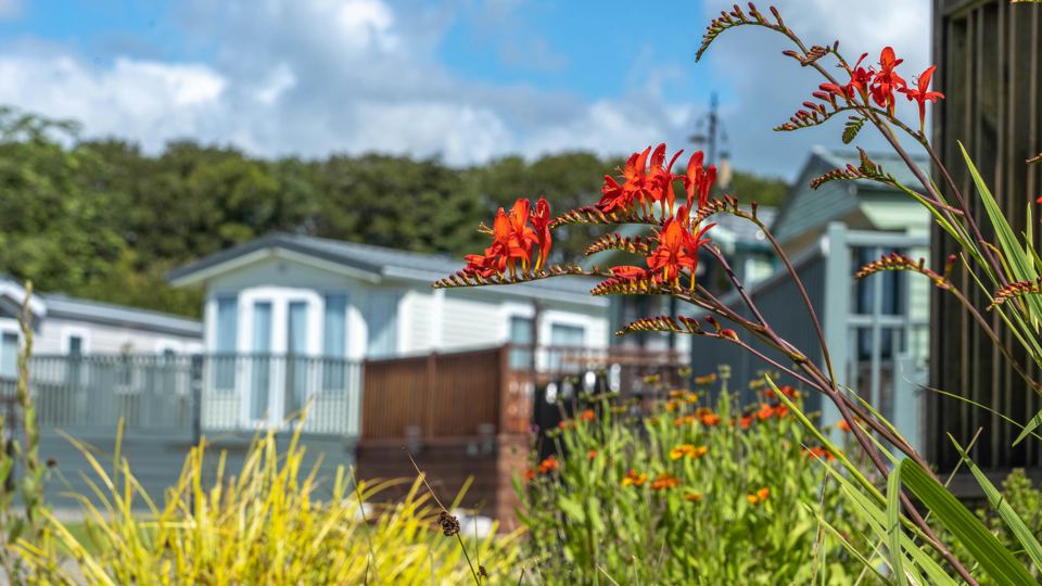 Caravan beside red flowers