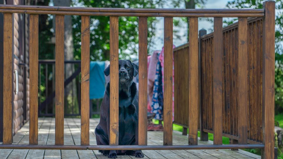 Dog on the decking