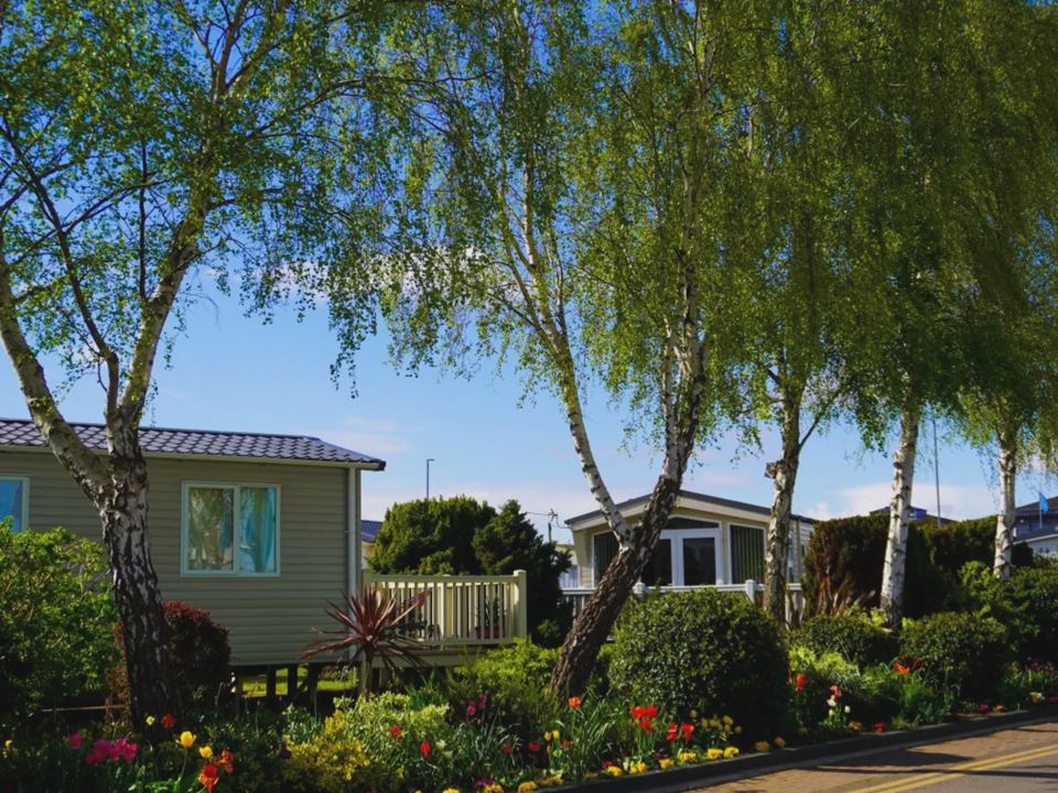Caravans under birch trees